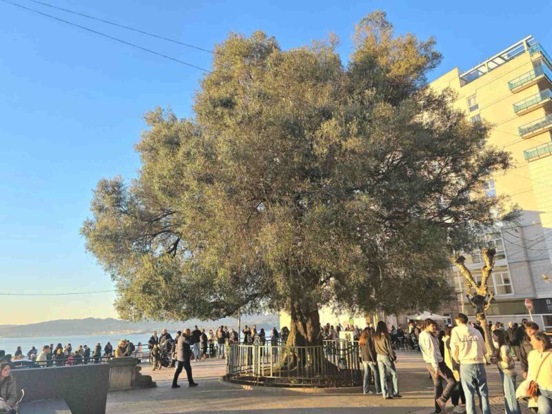 Oliveira de Vigo, Espanha